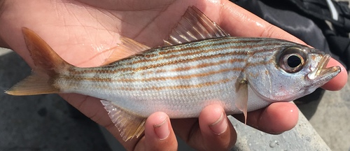 California Salema