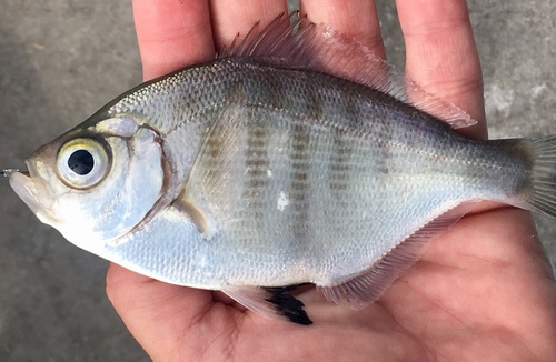 Walleye Surfperch