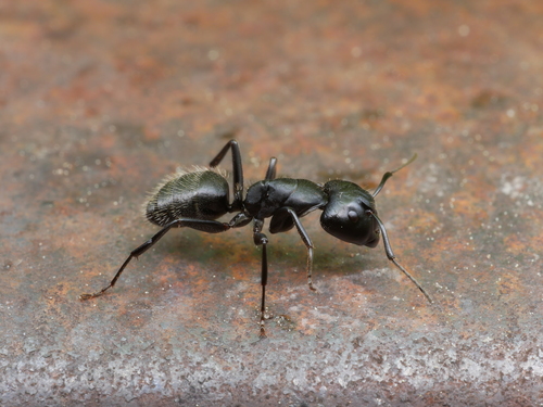 Hairy Carpenter Ant