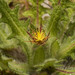 Blessed Thistle - Photo (c) Konstantinos Kalaentzis, all rights reserved, uploaded by Konstantinos Kalaentzis