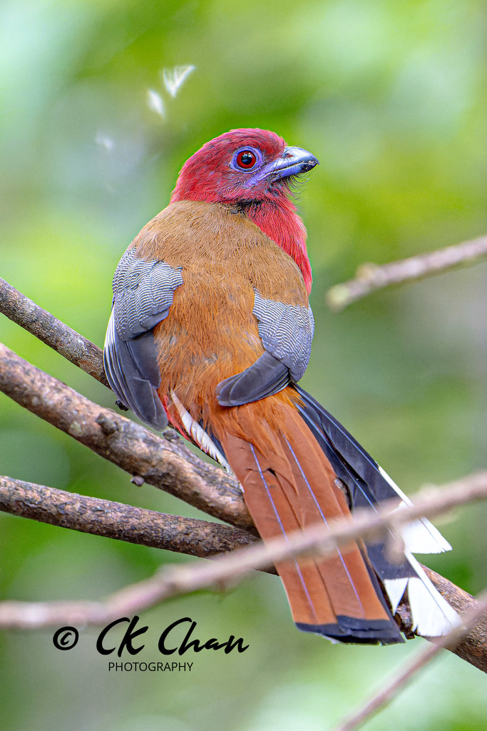 Red-headed Trogon photo