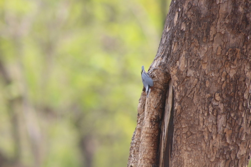 Indian Nuthatch