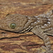 Large Forest Gecko - Photo (c) Kai Ren, all rights reserved, uploaded by Kai Ren