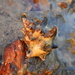 Chestnut Rock Shell - Photo (c) missnarjess, all rights reserved, uploaded by missnarjess