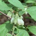 Vaccinium hirsutum - Photo (c) Maria Dunlavey, todos los derechos reservados, subido por Maria Dunlavey