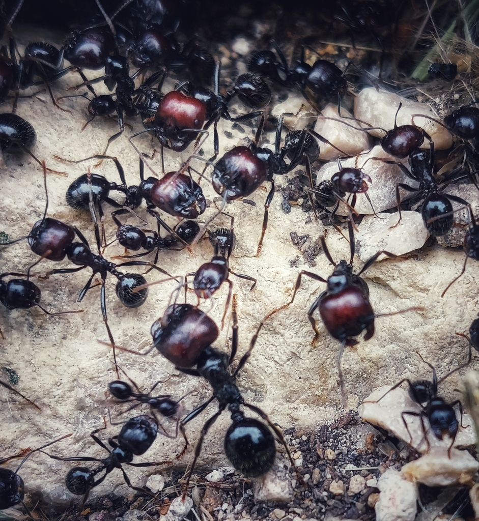 Especie de hormiga Messor barbarus - ANTCUBE