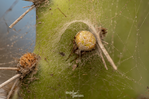 Araneus detrimentosus