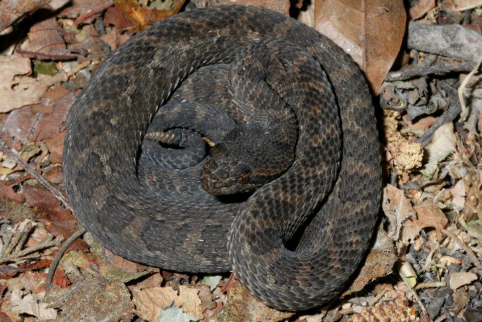 Tancitaran Dusky Rattlesnake from Jalisco, MX on April 16, 2006 by Toby ...