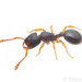 Myrmecina americana - Photo (c) Steven Wang, todos los derechos reservados, subido por Steven Wang