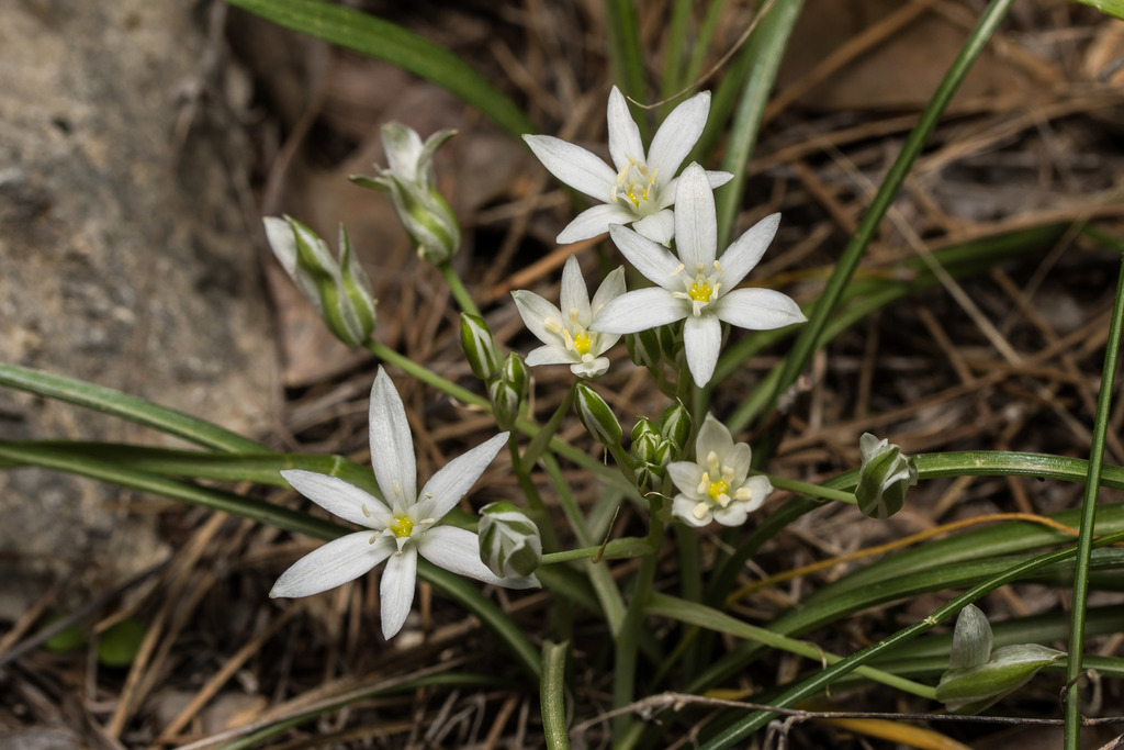 Ornithogalum divergens — a medium houseplant, prefers full sun light