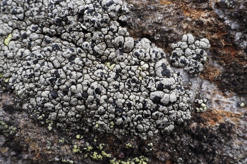 Calvitimela aglaea