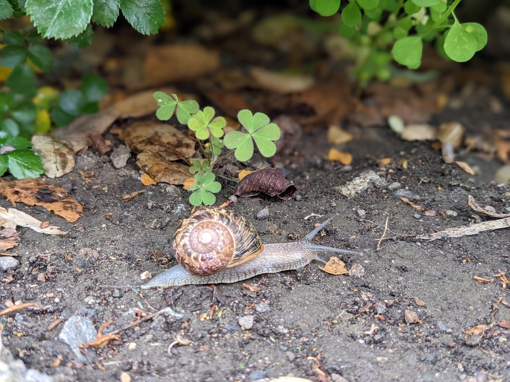 Garden Snail from Solano Ave at Lone Oak Ave, Napa, CA 94558, USA on
