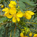 Senna versicolor - Photo (c) Ruth Ripley, all rights reserved, uploaded by Ruth Ripley
