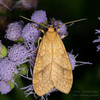 Santa Ana Tussock Moth - Photo (c) Joseph Connors, all rights reserved, uploaded by Joseph Connors