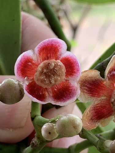 Clusia cylindrica