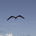 Trindade Frigatebird - Photo (c) Hudson Pinheiro, all rights reserved, uploaded by Hudson Pinheiro
