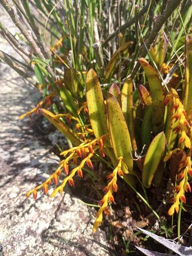 Acianthera ochreata