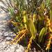 Acianthera ochreata - Photo (c) Caio Flat, all rights reserved, uploaded by Caio Flat