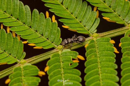 Cephalotes hirsutusCephalotes hirsutus