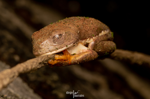 Mexican Giant Tree Frog