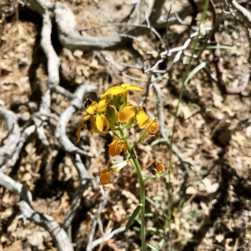 iNaturalist observation photo of Western Wallflower