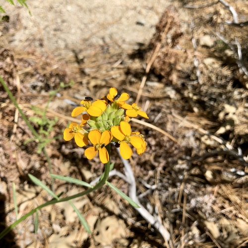 iNaturalist observation photo of Western Wallflower