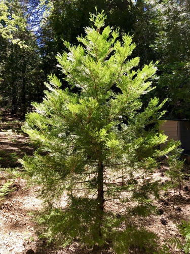 iNaturalist observation photo of California incense-cedar