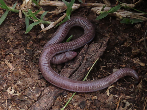 Central Iberian Worm Lizard