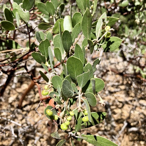 iNaturalist observation photo of pointleaf manzanita