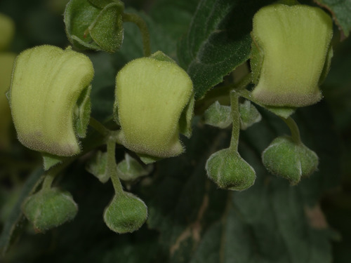 Calceolaria virgata