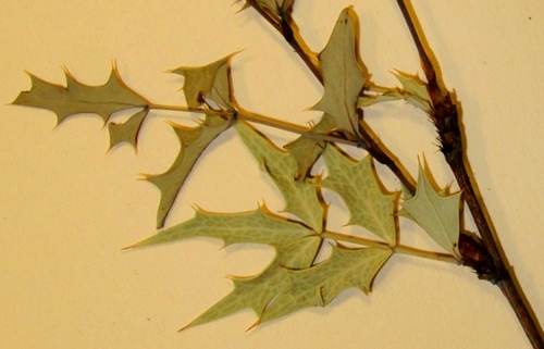 Agarita