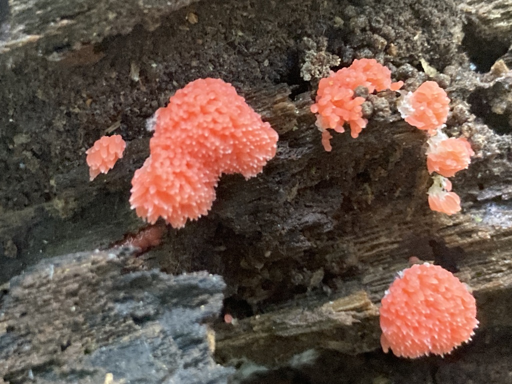 Red Raspberry Slime Mold From Overton Park Memphis TN US On May 6 red-raspberry-slime-mold-from-overton-park-memphis-tn-us-on-may-6
