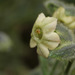 Nicotiana undulata - Photo 由 Ruth Ripley 所上傳的 (c) Ruth Ripley，保留所有權利