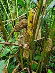 Calathea crotalifera image