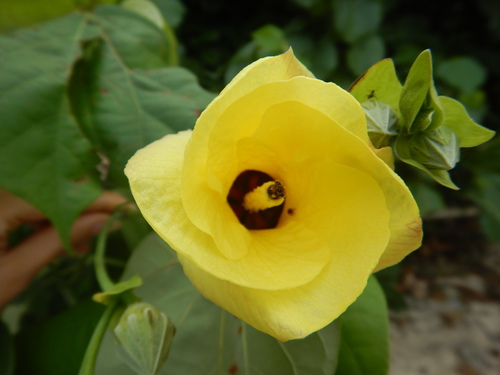 Talipariti tiliaceum (L.) Fryxell