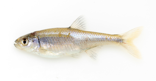 Redfin Shiner