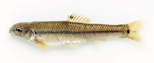 Bluntnose Minnow