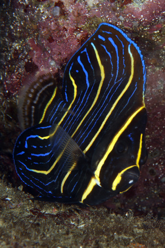 Cortez Angelfish