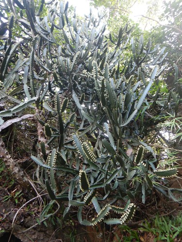 Euphorbia antiquorum L.