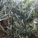 Euphorbia antiquorum - Photo (c) missnarjess, todos los derechos reservados, subido por missnarjess