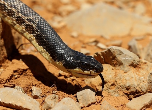 East-Four-lined Ratsnake