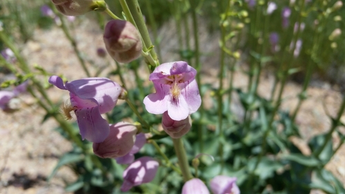 Penstemon palmeri var. eglandulosus