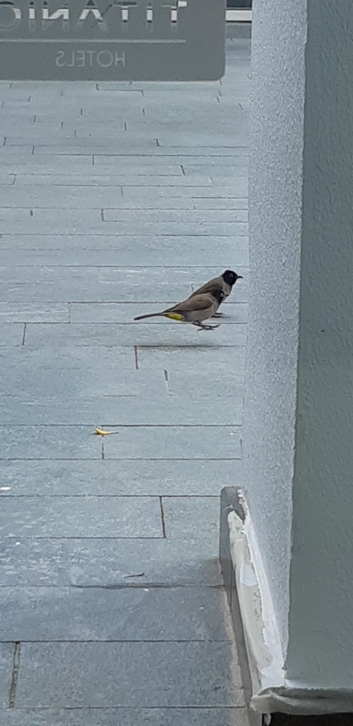 White-Spectacled Bulbul