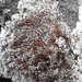Placopsis brevilobata - Photo (c) David Lyttle, all rights reserved, uploaded by David Lyttle