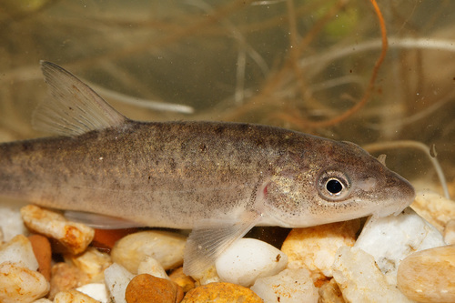 Common Barbel