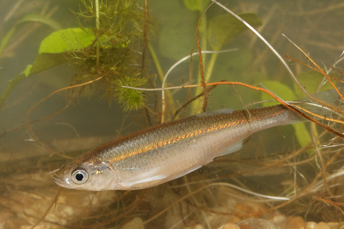 Alburnus alburnus