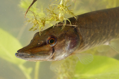 Esox lucius