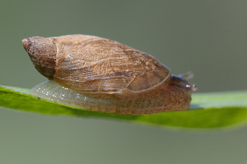 Oxyloma