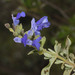 Salvia sarmentosa - Photo 由 Ruth Ripley 所上傳的 (c) Ruth Ripley，保留所有權利