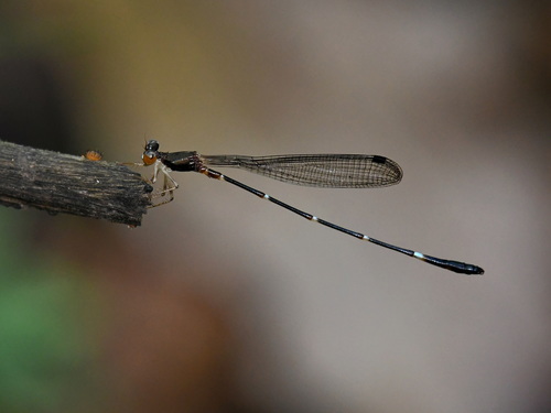 Drepanosticta acuta